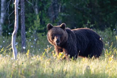Face to face with brown bear in taiga. Stock Photos