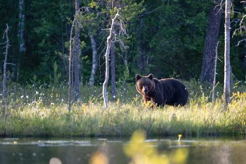 Face to face with brown bear in taiga. Stock Photos