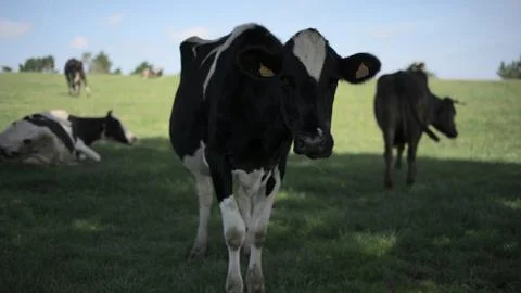 Face to face with a cow Foto stock