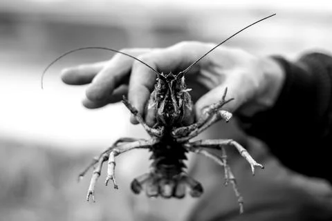 Face to face with a crayfish Fotos Stock