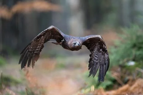 Face to face. Eagle flying in The Bohemian Moravian Highlands. Stock Photos