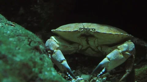 Face to face with an Edible Crab Stock-Footage 40925759