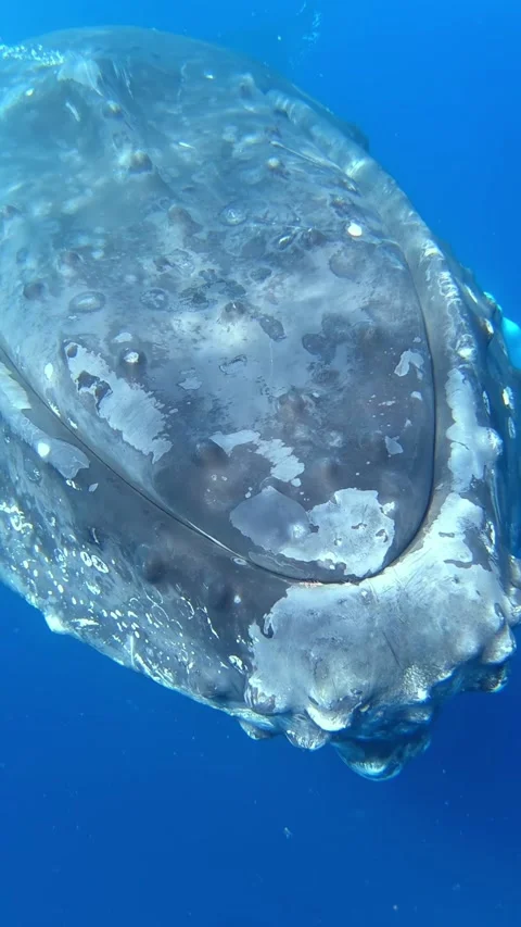 Face to Face Encounter With a Humpback Whale in Clear Blue Water Video stock 320520710