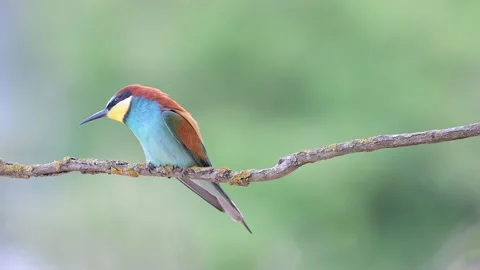 Face to face with the European bee eater (Merops apiaster) Video stock 195165027