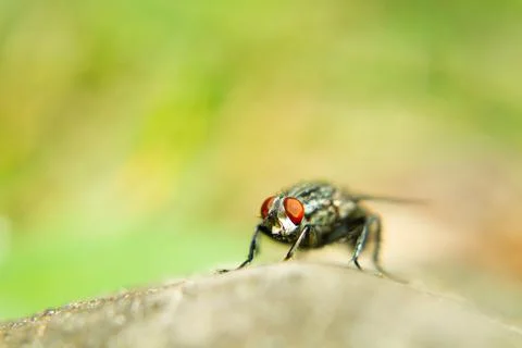 Face to face with fly on trunk Foto stock