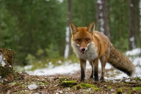 Face to face with the fox in the winter forest. Stock Photos