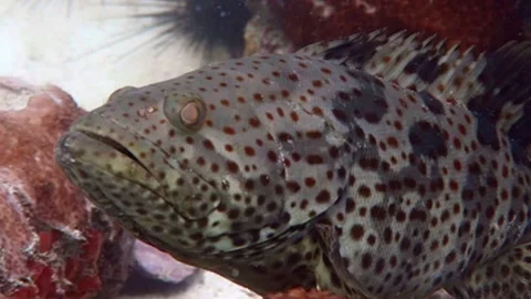 Face to Face with Giant Marbled Grouper Coral Cod Stock Footage 158985106