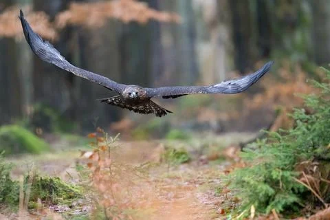 Face to face. Golden Eagle flying in The Bohemian Moravian Highlands. Stock Photos