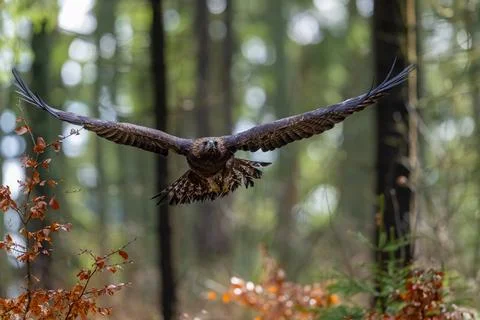Face to face. Golden Eagle flying in The Bohemian Moravian Highlands. Stock Photos