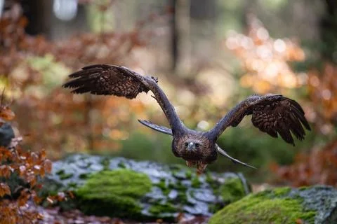 Face to face. Golden Eagle flying in The Bohemian Moravian Highlands. Stock Photos