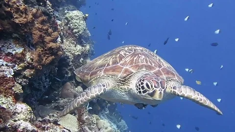 Face to face, green sea turtle, chelonia mydas swimming over corals of  Bali Stock Footage 84582678