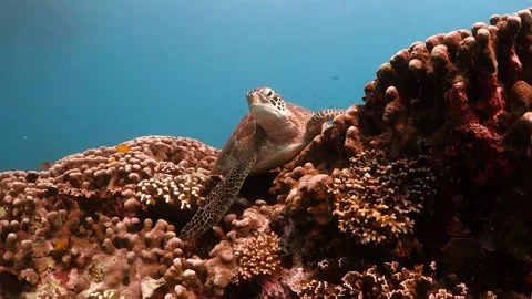 Face-to-face with a Green Turtle resting on coral Stock Footage 130237331