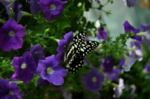Face-to-Face Stock Photos