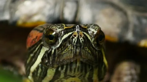 FACE TO FACE with Red Eared Slider TURTLE pet handheld Stock Footage 181836900
