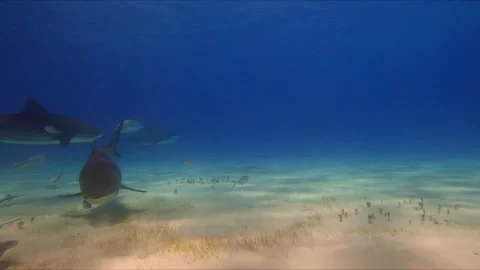 Face to Face with a Tiger Shark Stock Footage 314444285