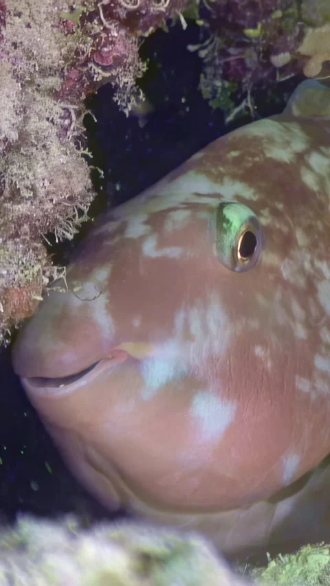 Face to face with a tuskfish in the depths of the Red Sea Video stock 311859619