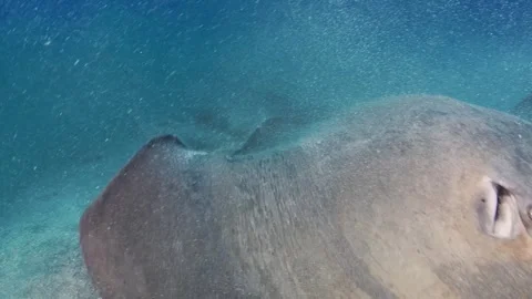 Face to face underwater encounter with Stingray in Tenerife Stock Footage 330271908