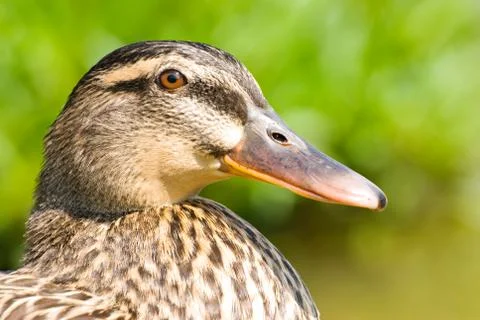 Face of female wild duck. Stockfoto's