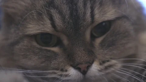 Face of a fluffy tabby cat close-up. slowmotion, HD, 1920x1080 Stock Footage 81714823