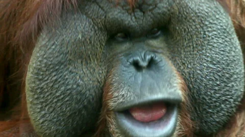 The face with fly on excellent cheek close up of an orangutan male. Stock Footage 43074613