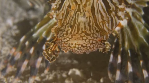  Face in front detail of a lion fish breathing and taking off, Red Sea, Egypt Stock Footage 105287602