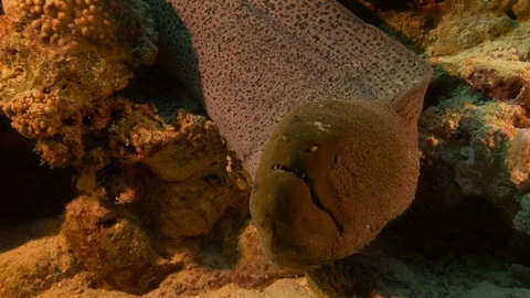 Face of a giant moray opening its mouth, Red Sea, Egypt Stock Footage 105544382