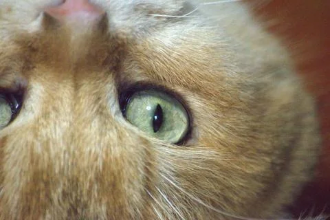 The face of a ginger cat Stock Photos