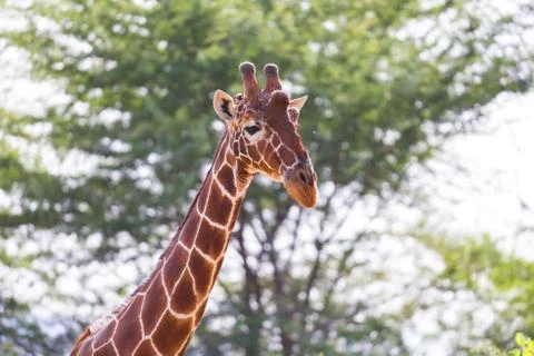 The face of a giraffe in close-up Stock Photos