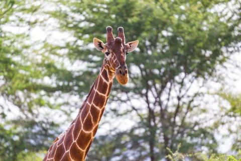 The face of a giraffe in close-up Stock Photos