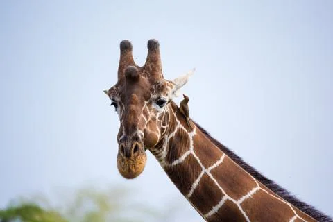 The face of a giraffe in close-up Stock Photos