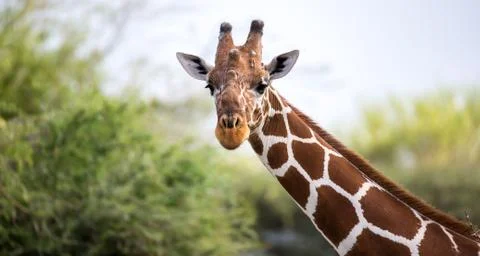The face of a giraffe in close-up Stock Photos
