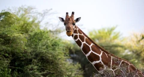 The face of a giraffe in close-up Stock Photos