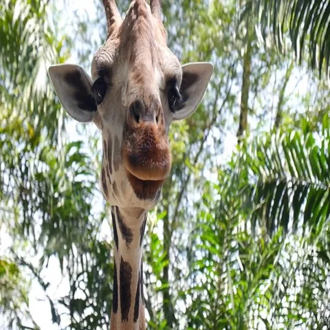 Face of Giraffe Closeup Stock Footage 69733352