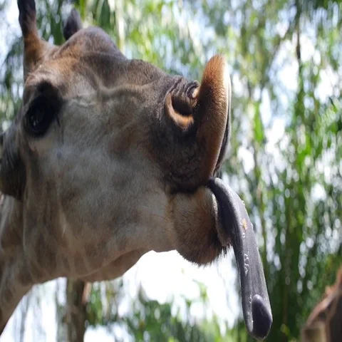 Face of Giraffe with Tongue Closeup Видео 69733416