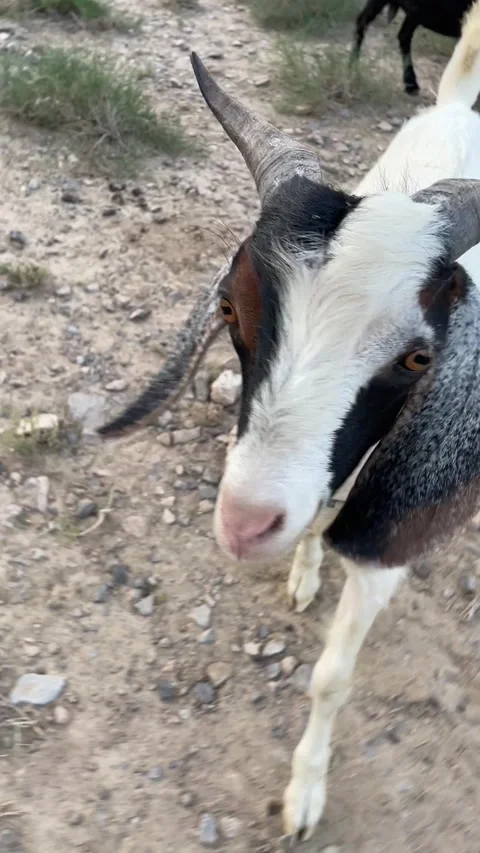 Face of the goat Video stock 280172663