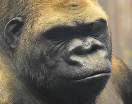 Face of Gorilla close up portrait Stock Photos