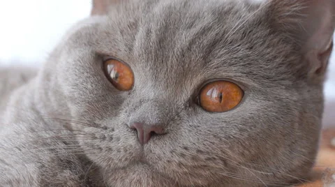 Face gray cat British breed Видео 48631023