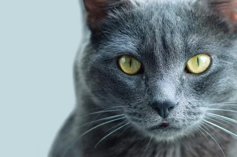 The face of gray cat close-up. Gray background. Stock Photos