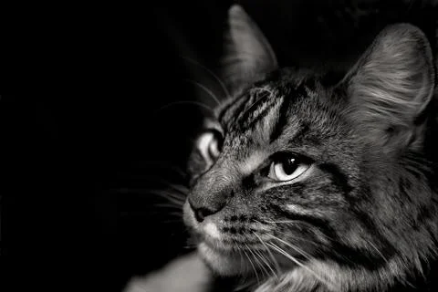 Face of gray cat Stock Photos