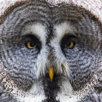 Face on with a Great Eagle Owl Stock Photos