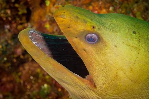 Face of a green moray eel on Roatan, Honduras Stock Photos