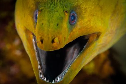 Face of a green moray eel on Roatan, Honduras Stock Photos