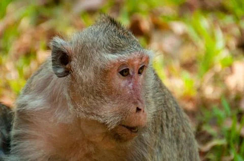 Face of grey monkey macaque Stock Photos