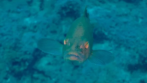 Face of Grouper Fish Underwater Stock Footage 124093044