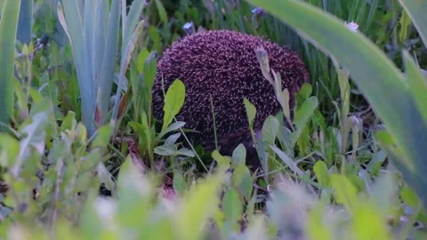 Face of a hedgehog sitting in the grass Stock Footage 270479185