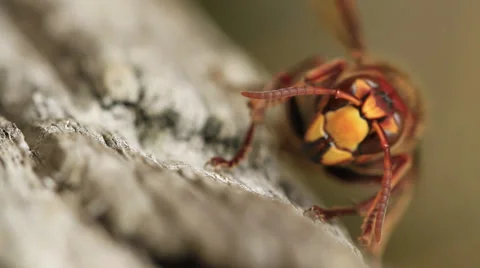 Face of a Hornet Stock Footage 29356102