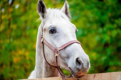 Face a horse looking at the camera close-up Stock Photos