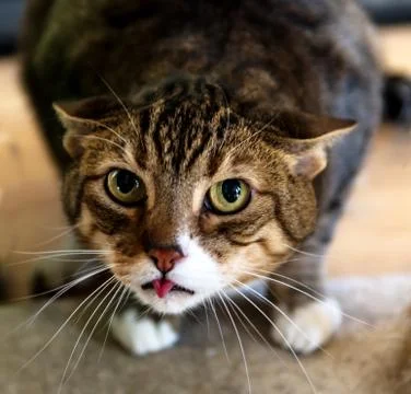 Face of insecure and scared cat with yellow eyes showing tip of red tongue. Foto stock