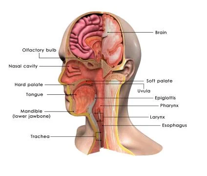 Face intersection 스톡 일러스트