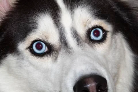 On the face of it... Stock Photos